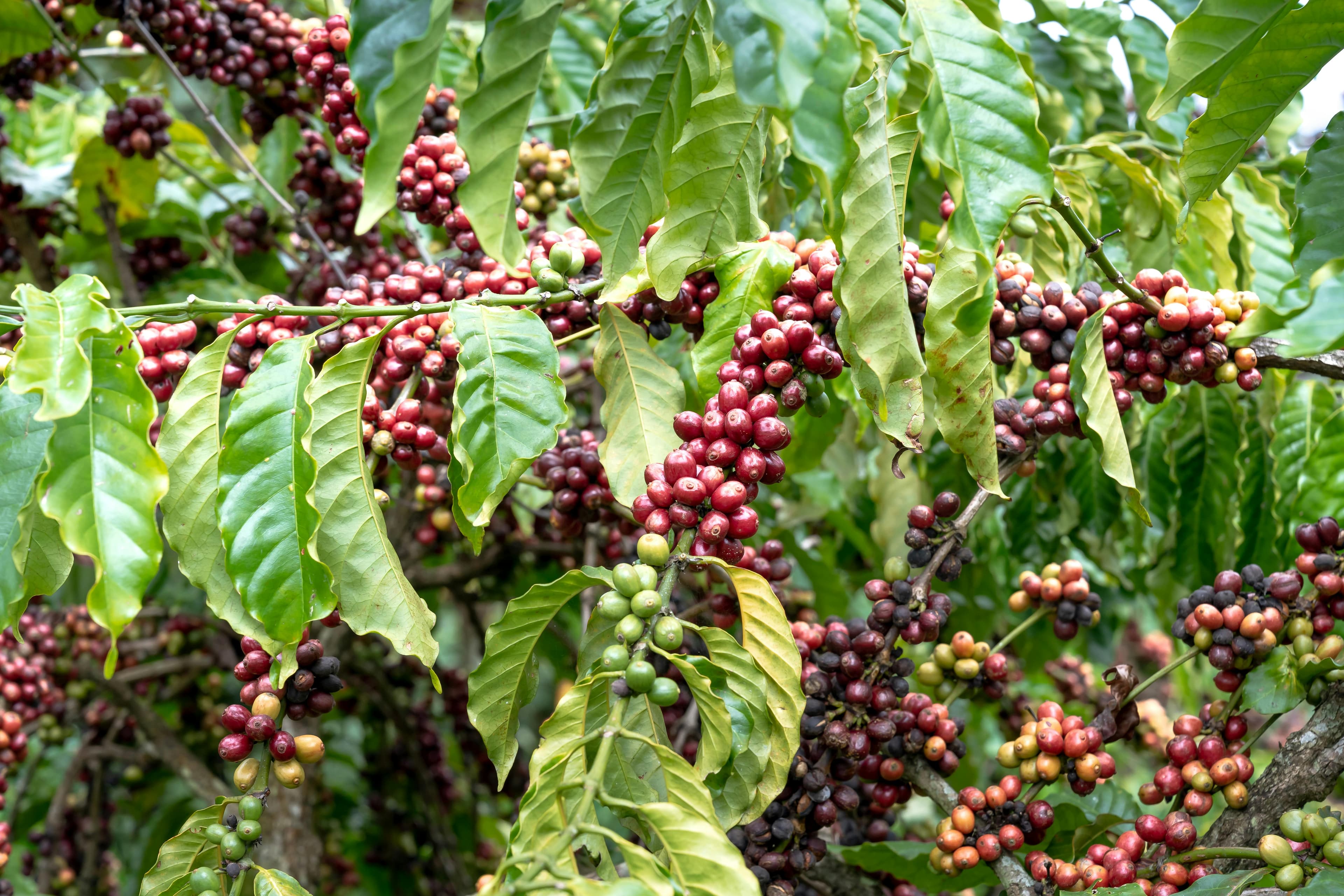 Coffee cherries ripening on the branch, shade-grown