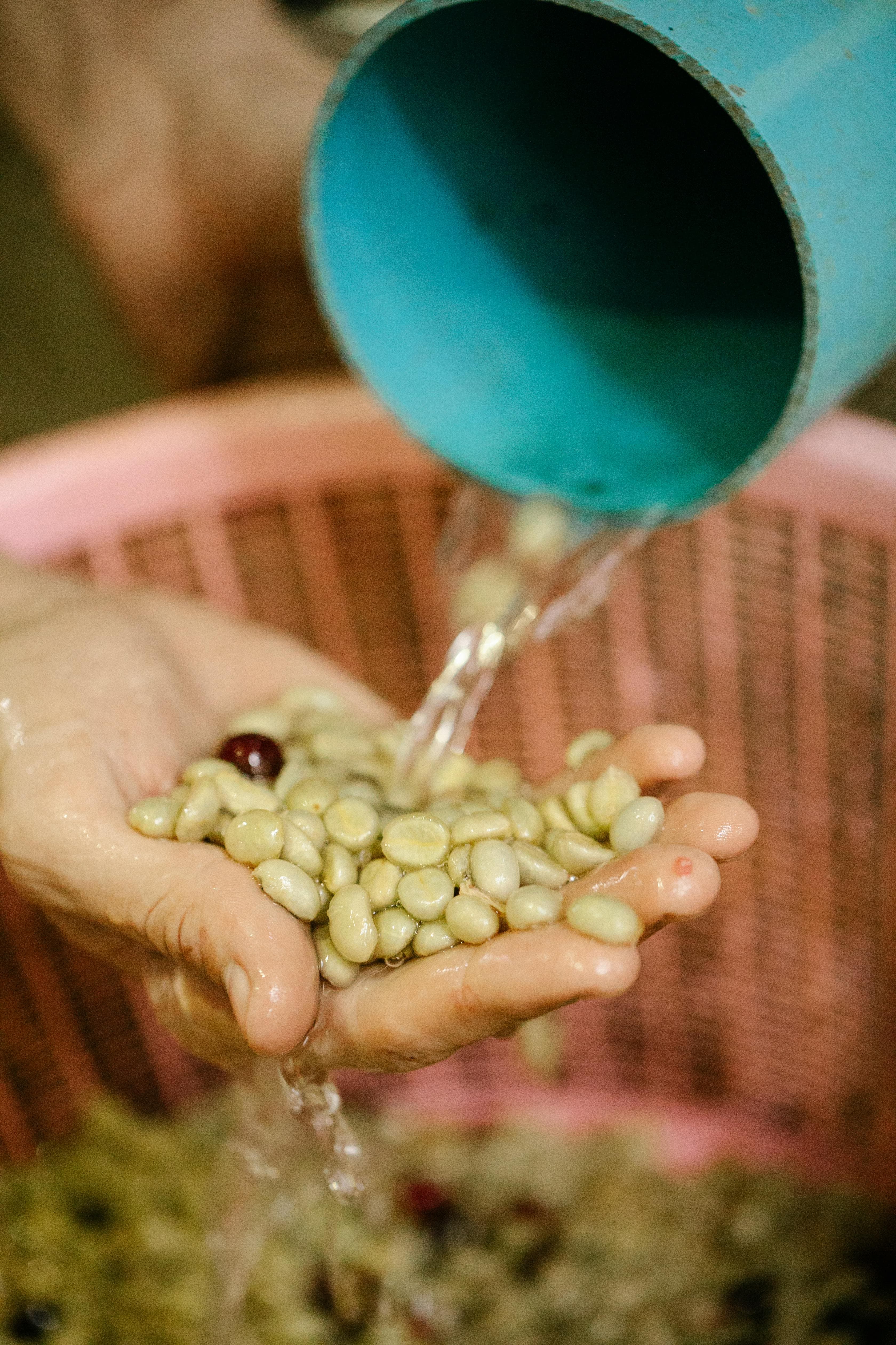 Hands cupping freshly picked coffee cherries